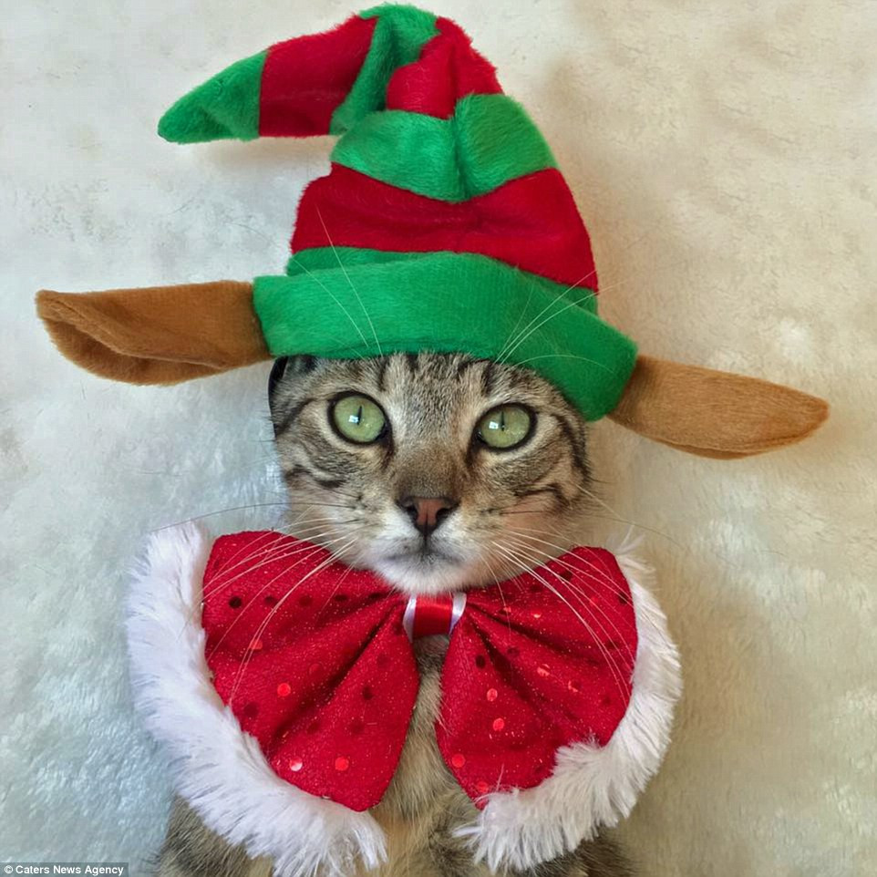 Christmas Outfits for Cats Best Of Woman Dresses Up Her Cats for Christmas In Festive Onesies