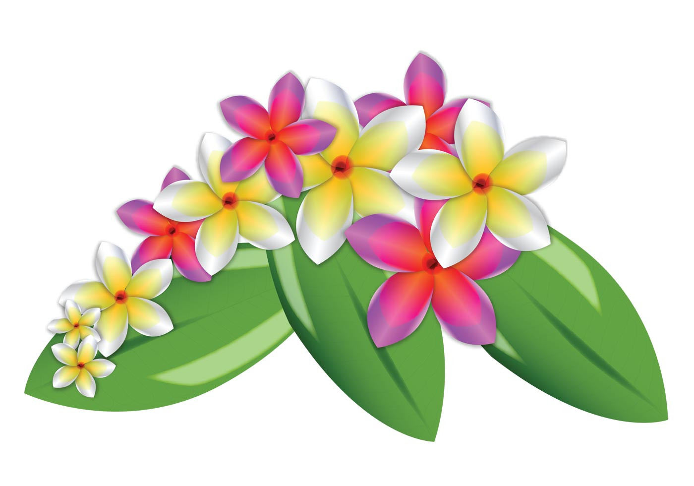 Clip Art Plumeria Lovely Plumeria Vector Flowers Download Free Vector Art Stock Graphics &amp;