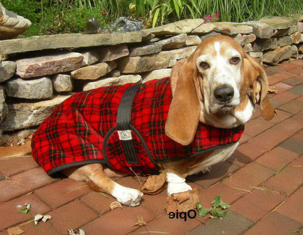 Coats for Basset Hounds Luxury How to Choose Basset Hound Winter Coats