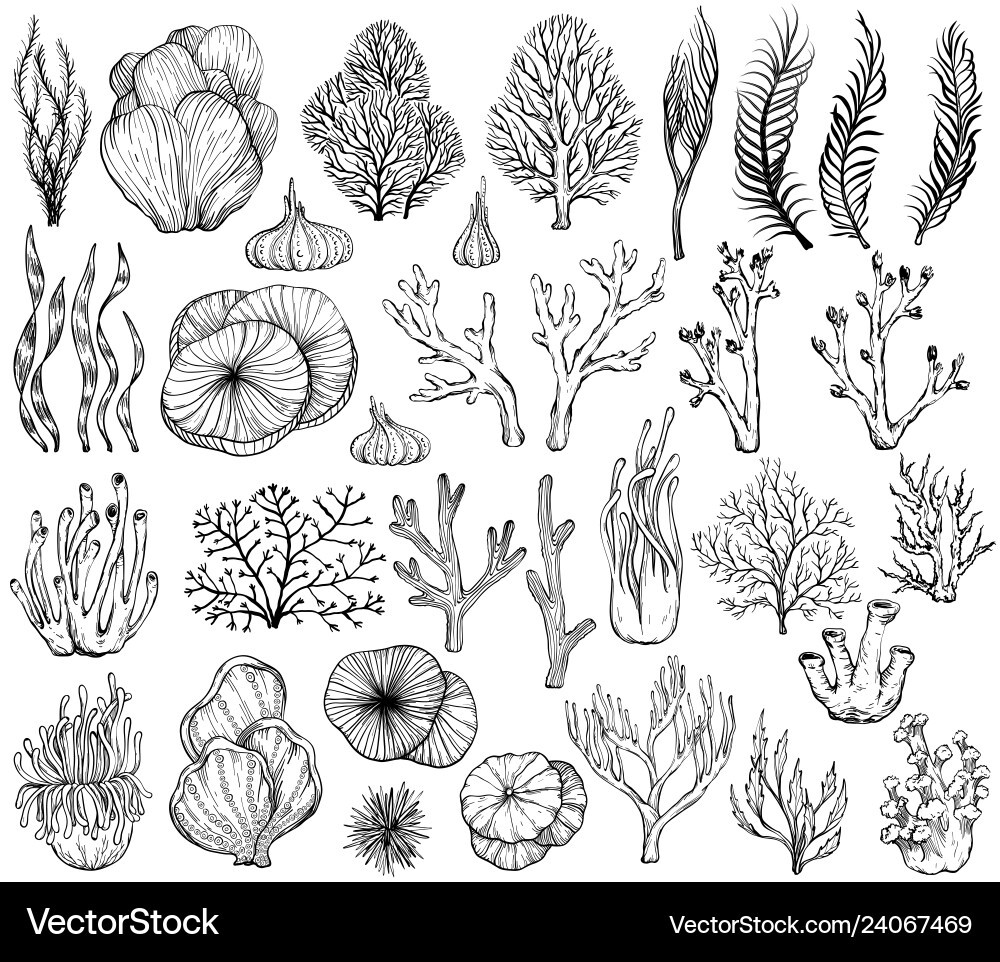 Coral Clipart Black and White Lovely Set Of Marine Hand Drawn Corals Black and White Vector Image