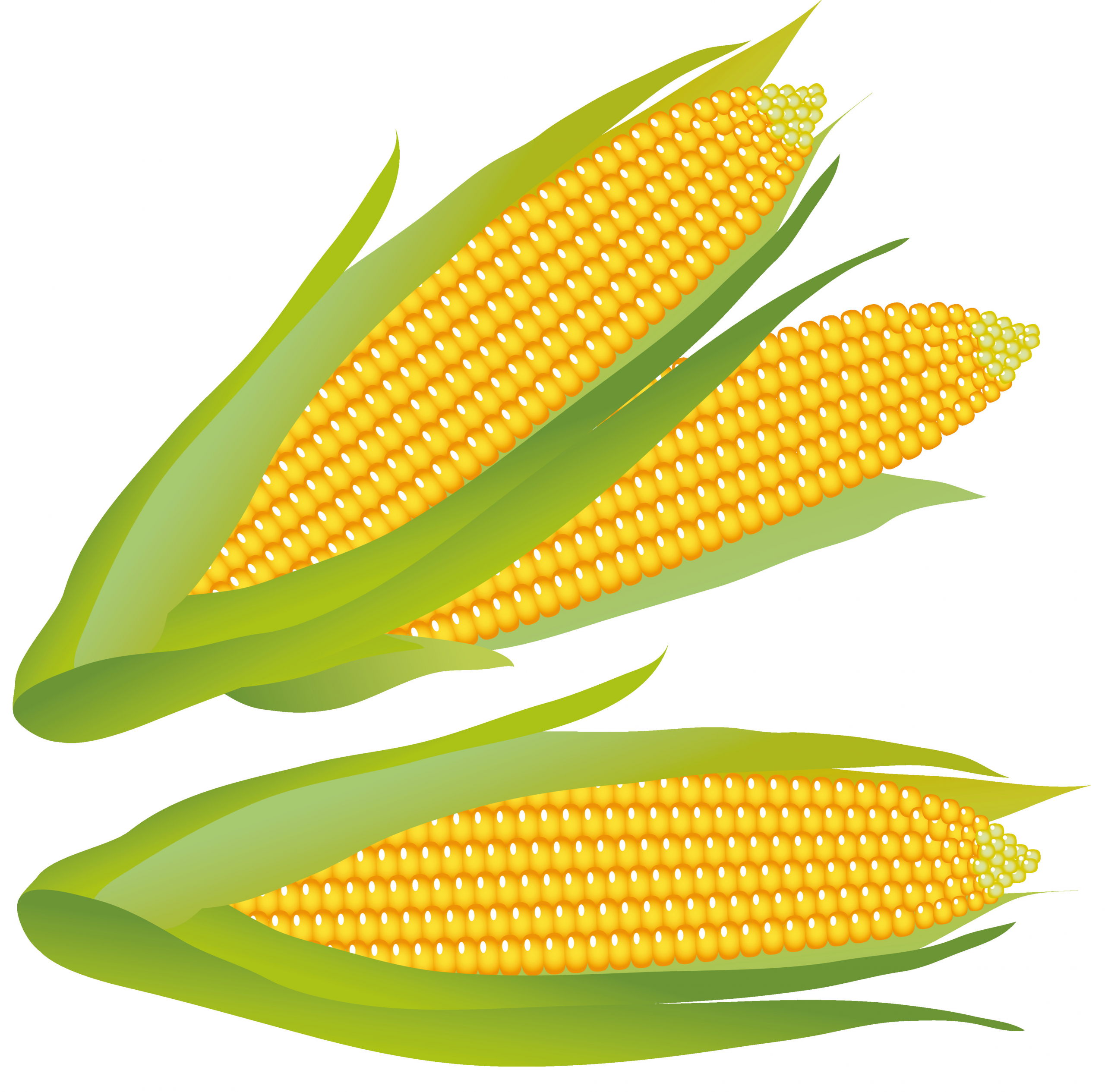 Corn Clip Art Beautiful Free Corn Clipart Clipartix