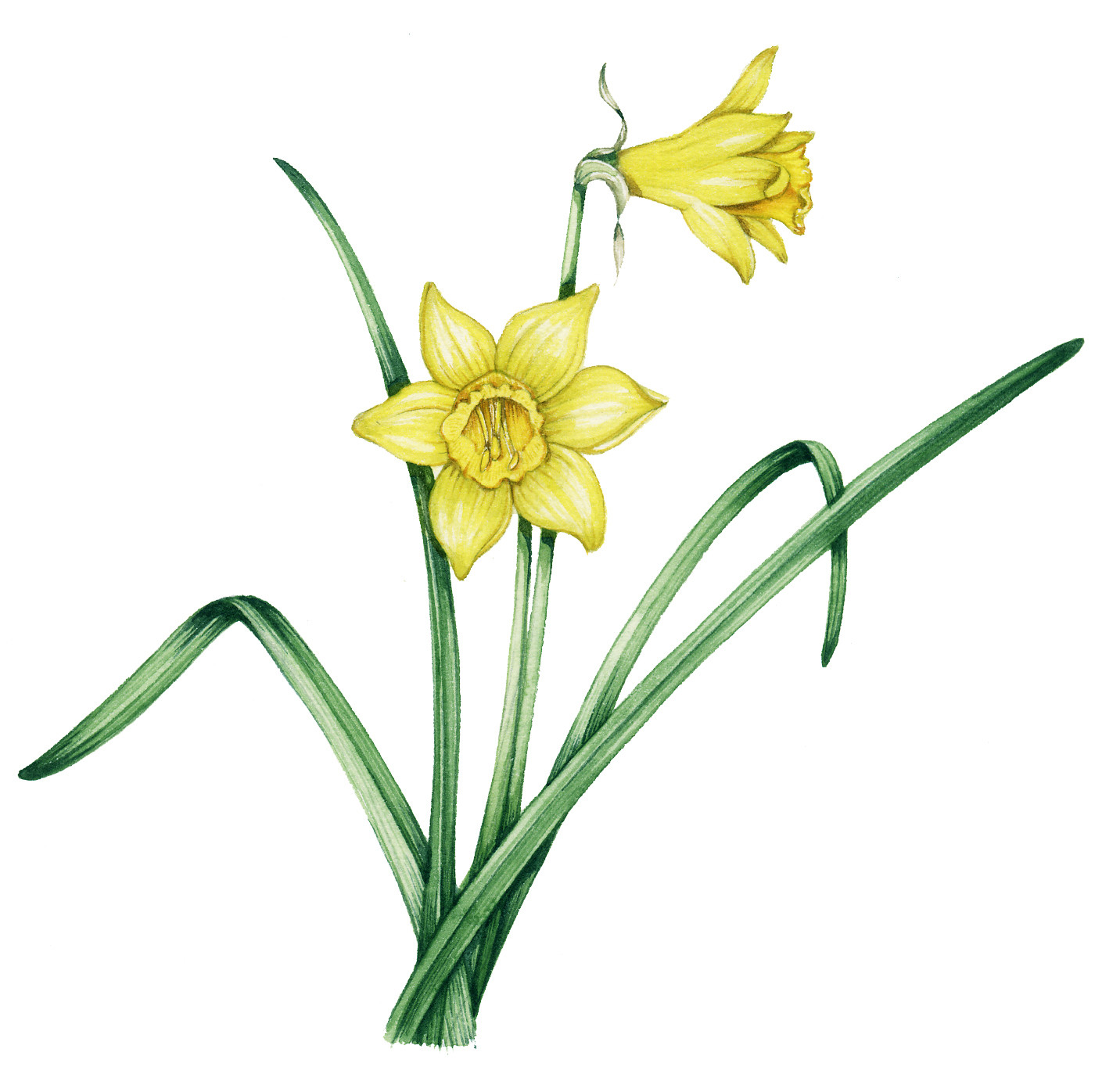 Daffodil Botanical Illustration Elegant Wild Daffodil Botanical Illustration by Lizzie Harper Lizzie Harper