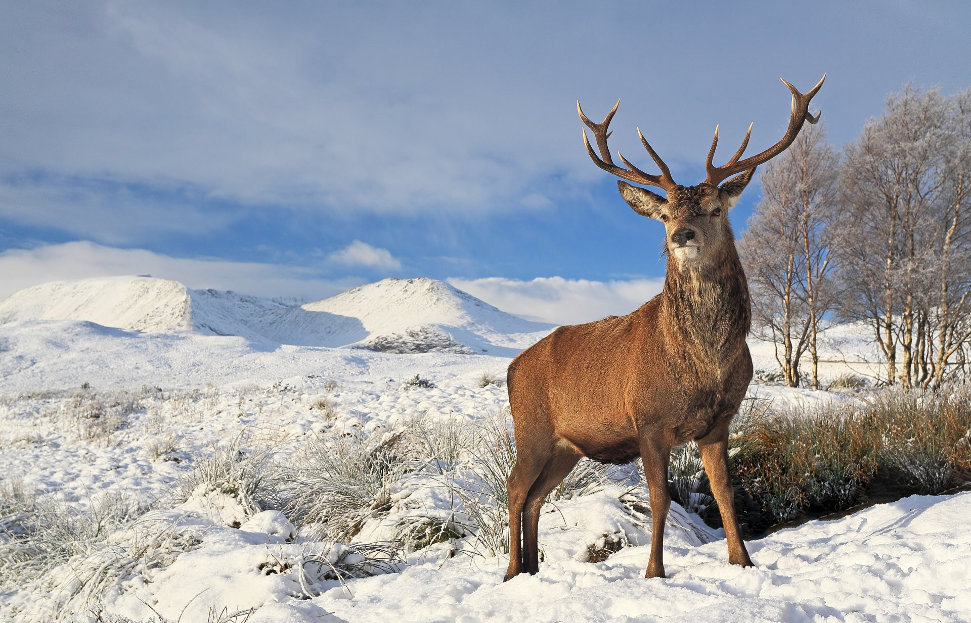 Deer Wallpaper 4k New Download Nature Landscape Snow Winter Animal Deer 4k Ultra Hd Wallpaper