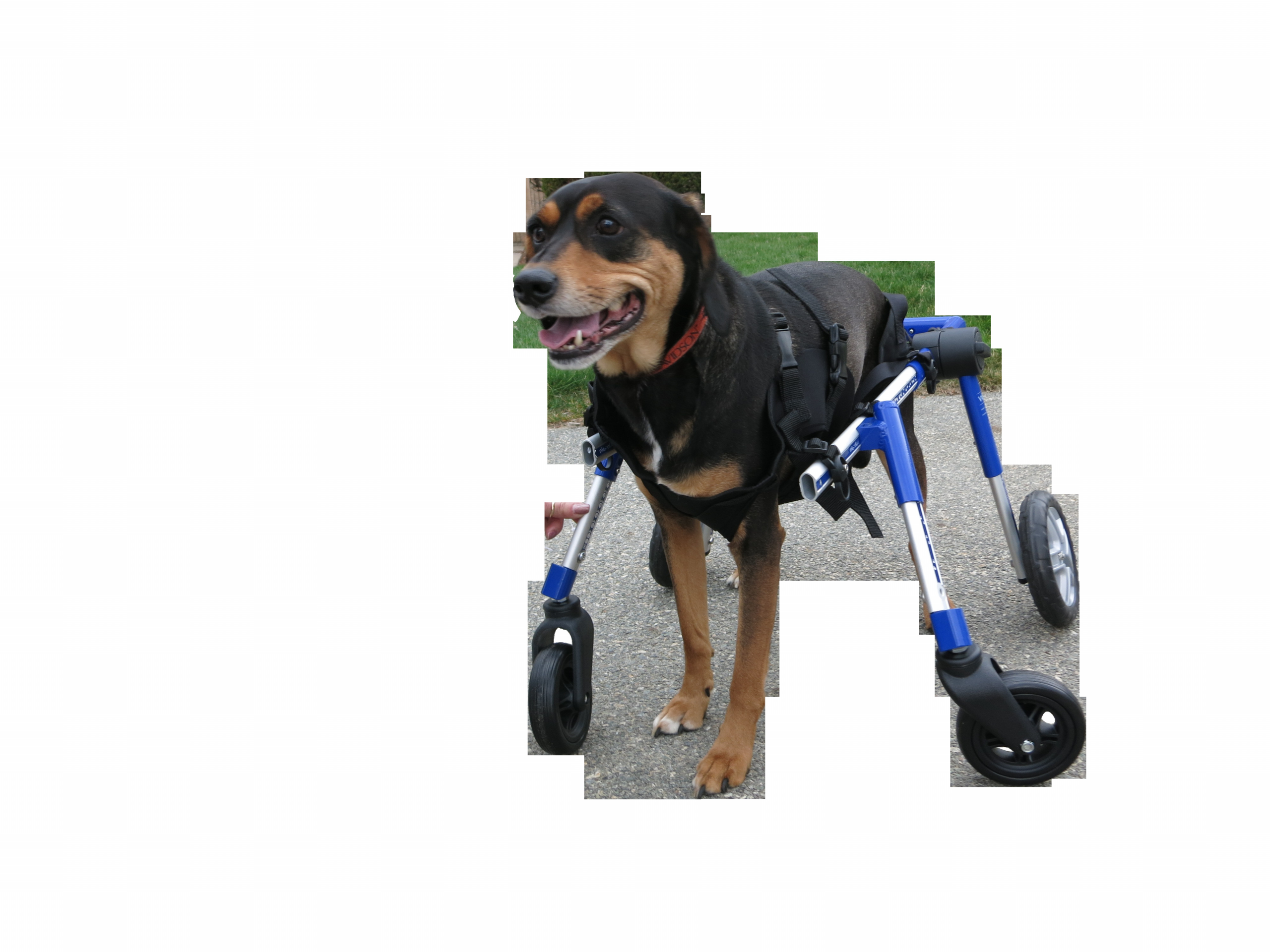 Disabled Dog Products Beautiful Dog Wheelchair Harness