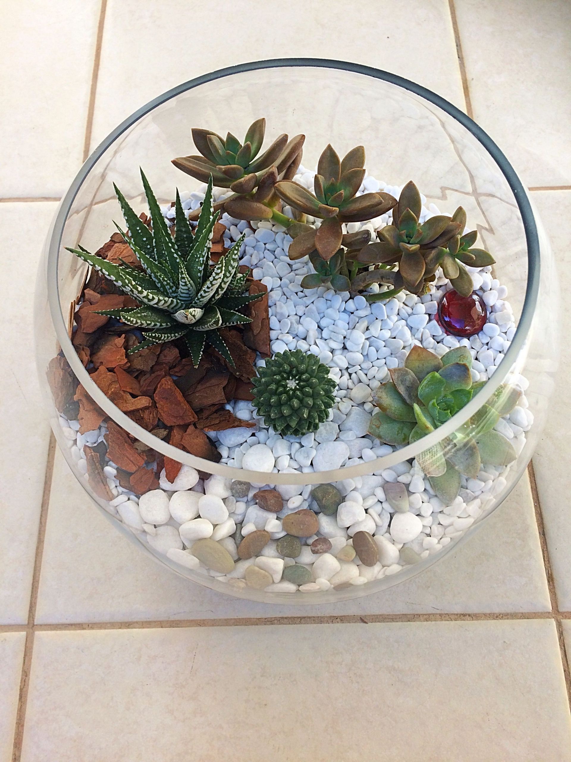 Diy Succulent Terrarium Inspirational Diy Succulent Terrarium Ideas