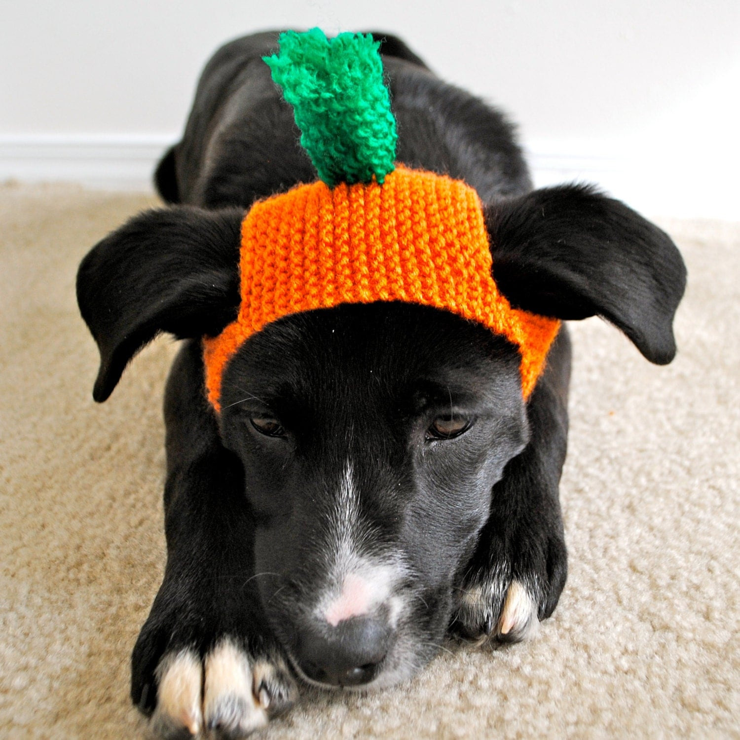 Dog Carrot Costume Elegant Carrot Costume for Dogs Custom Sizing Hand Knit Dog Hat