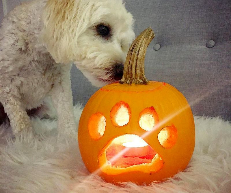 Dog Carved Pumpkin Elegant Dog Jack O Lantern Ideas to Showcase Your Puppy Love