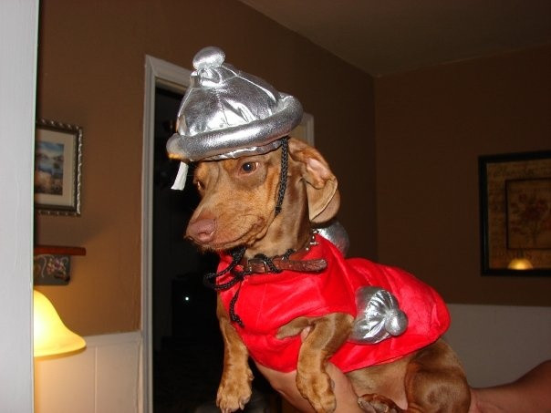 Dog Fire Hydrant Costume Inspirational Fire Hydrant Halloween Costume