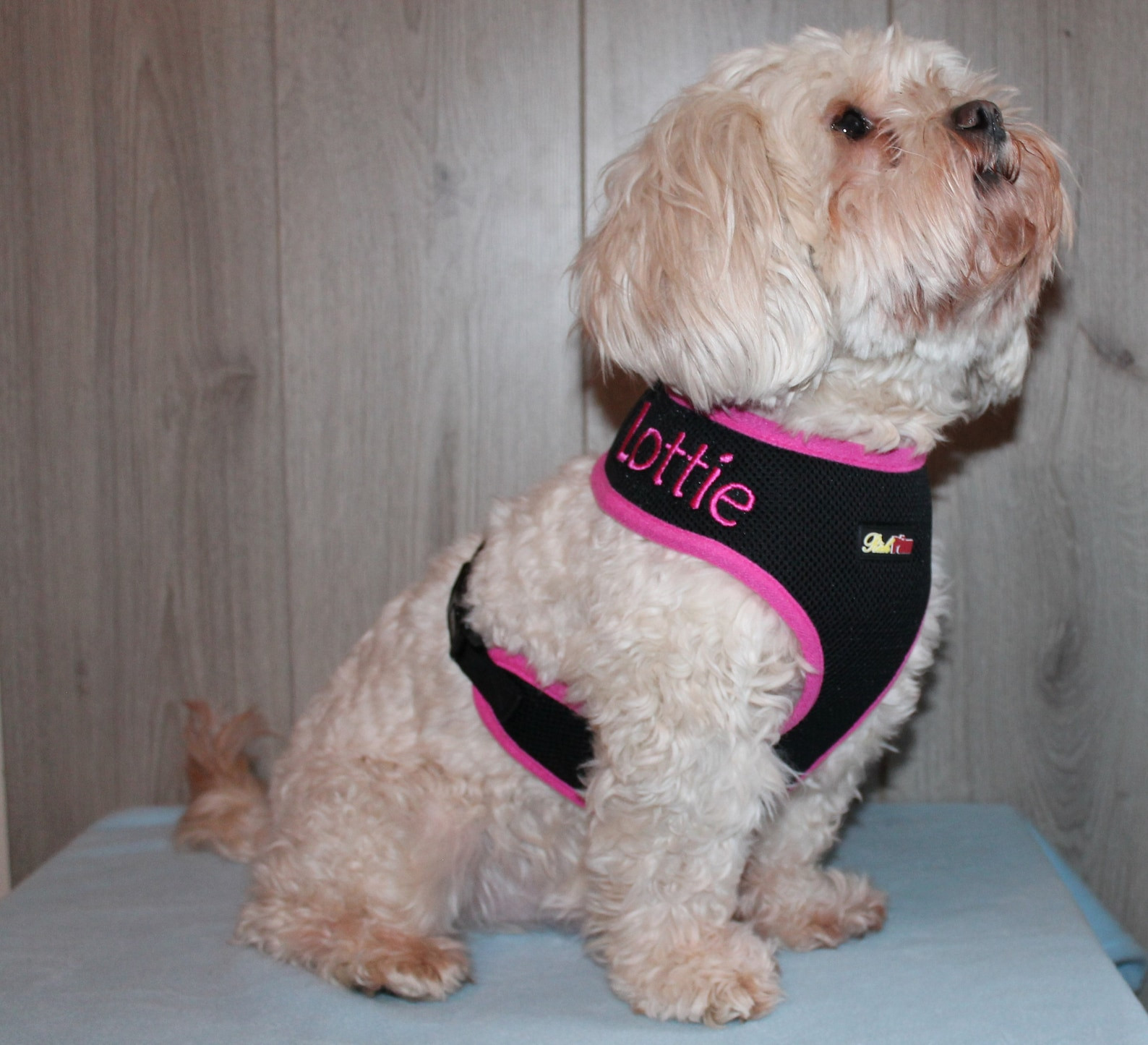 Dog Harness Personalised Luxury Personalised Dog Harness Custom Dog Harness Embroidered Name