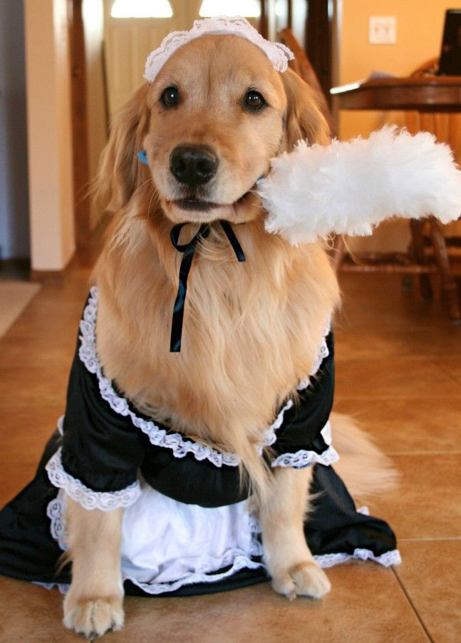 Dog Maid Outfit Best Of What A Cute Little French Maid