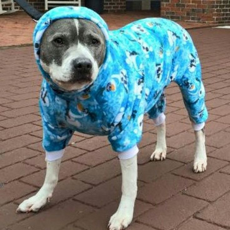 Dog Pajamas Xl New Dog Pajama New Multi Sized for Small Thru Xl Dogs Digital Etsy