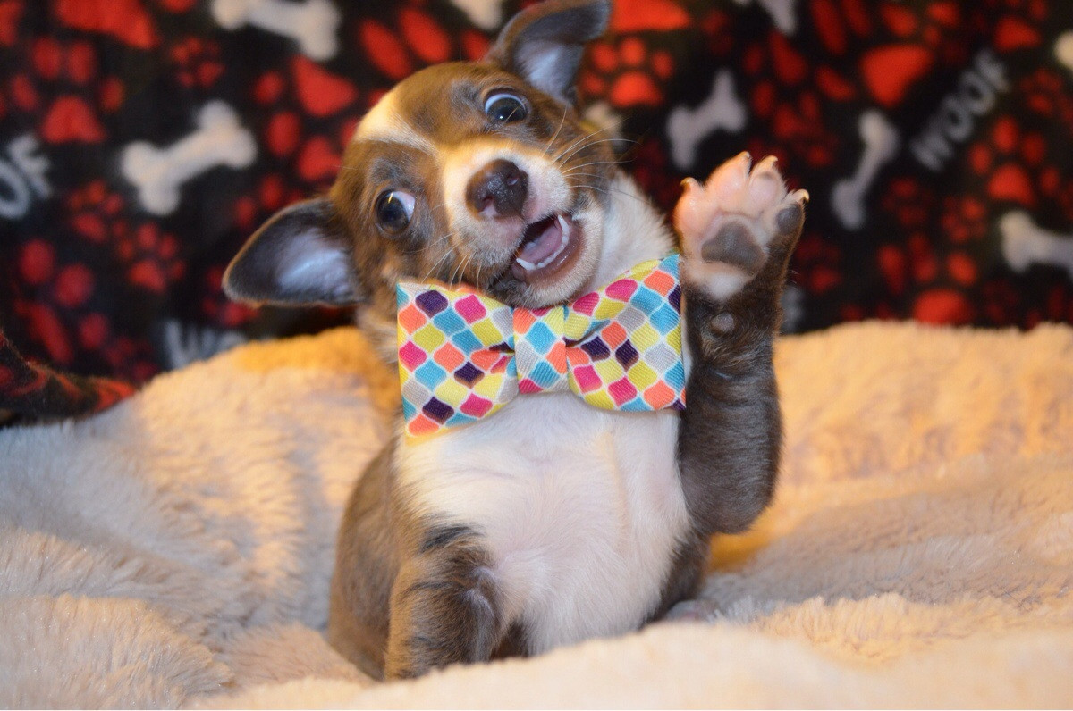 Dog with Bow Tie Fresh Literally Just 22 Of Puppies In Bow Ties