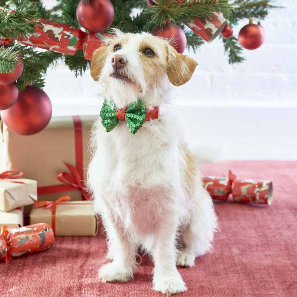 Dog with Christmas Bow Elegant Christmas Dog Bow Tie by All Things Brighton Beautiful