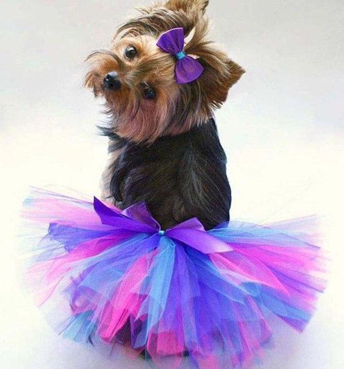 Dogs Dressed Up New 25 Dogs All Dressed Up for Dress Up Your Pets Day Dogtime