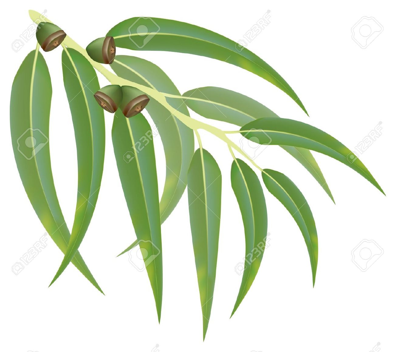 Eucalyptus Clip Art Inspirational Eucalyptus Clipart 20 Free Cliparts