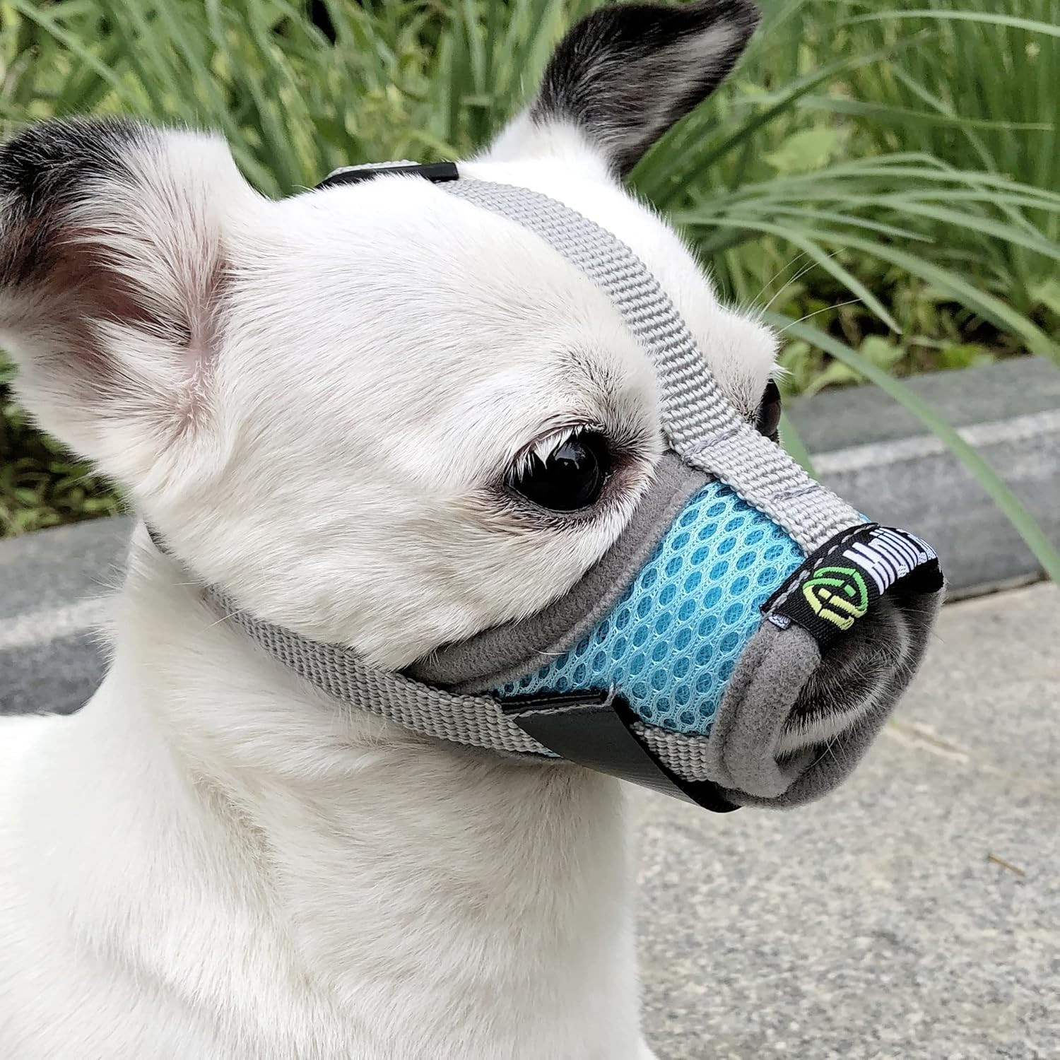 Extra Small Dog Muzzle Awesome Amazon Moiilavin Extra Small Dog Muzzle Xs for Grooming Barking