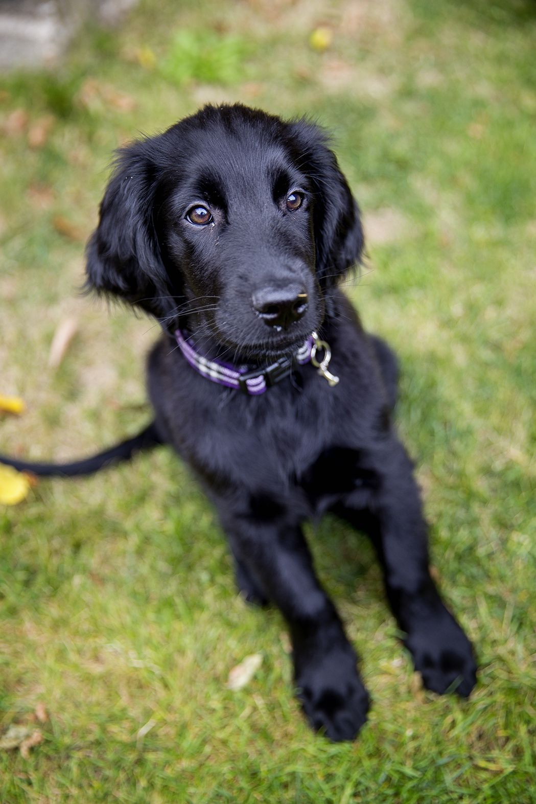 Flat Coat Golden Retriever New What is A Flat Coated Golden Retriever at Brandon Baca Blog