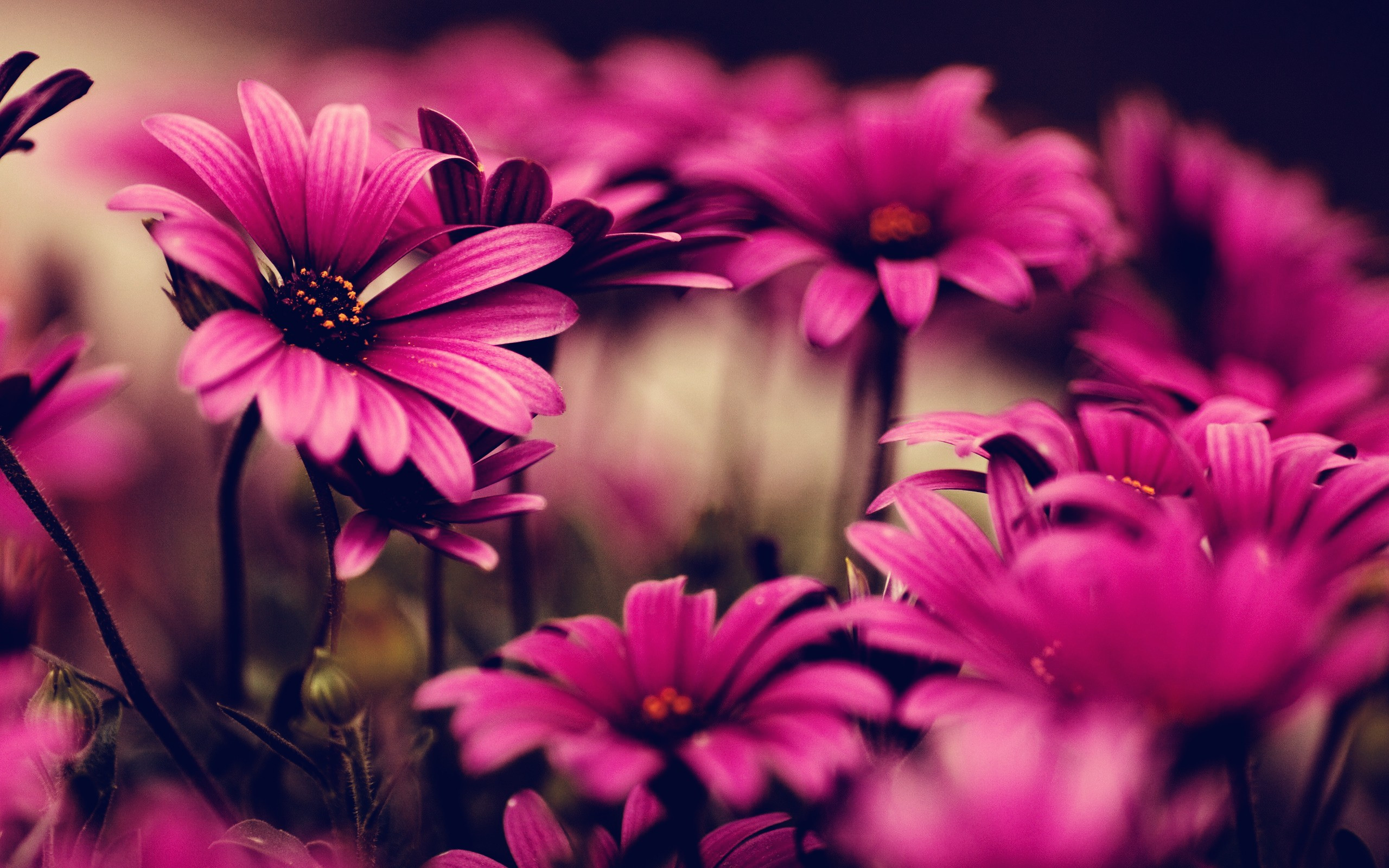 Floral Background Wallpaper Fresh Flower Wallpaper High Resolution