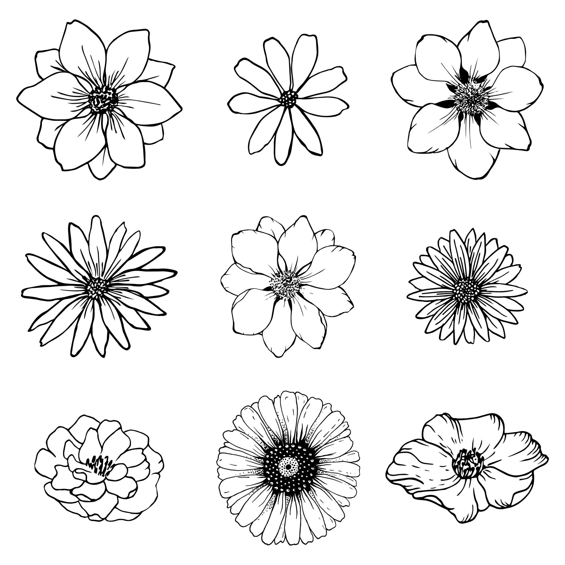 Floral Line Drawing Fresh Set Sketch Flowers Line Drawing Nature Line Art Vector Botanical