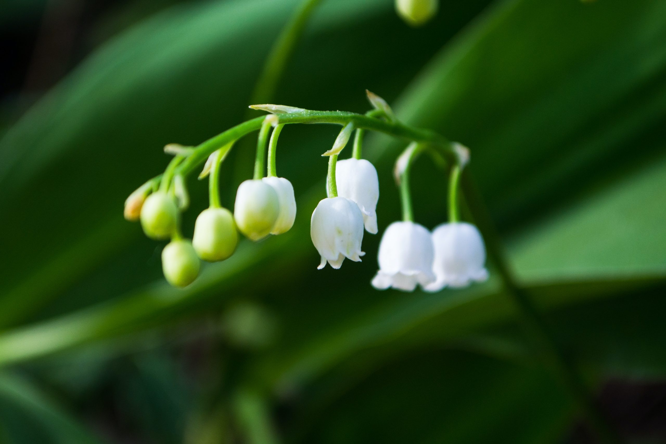 Flower for May Birthday Inspirational What is the May Birth Flower Two Ficial May Flowers with Meanings