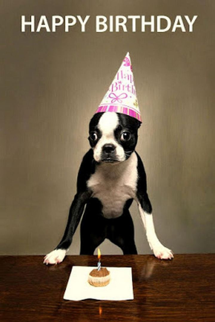 Funny Dog Birthday Elegant 101 Funny Happy Birthday Dog Memes for Paw Lovers Everywhere