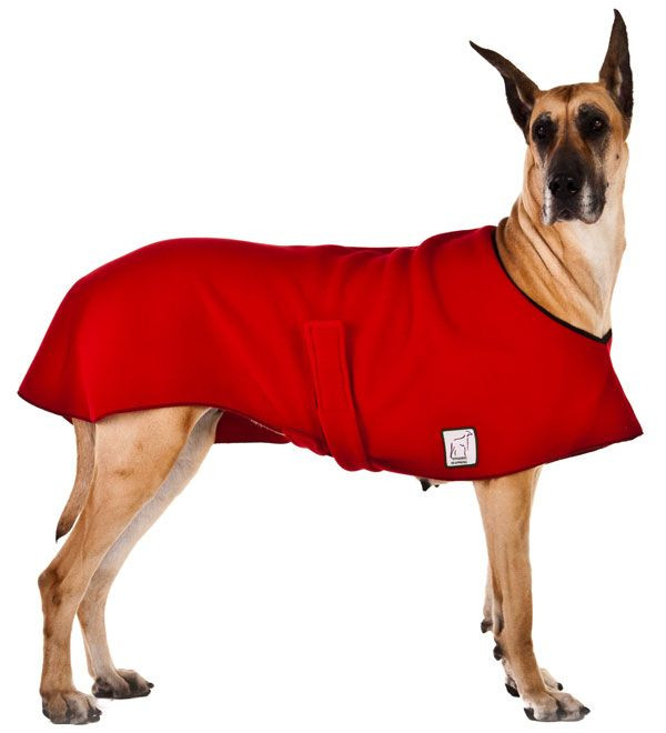 Great Dane Dog Clothes Elegant Great Dane Clothing and Accessories