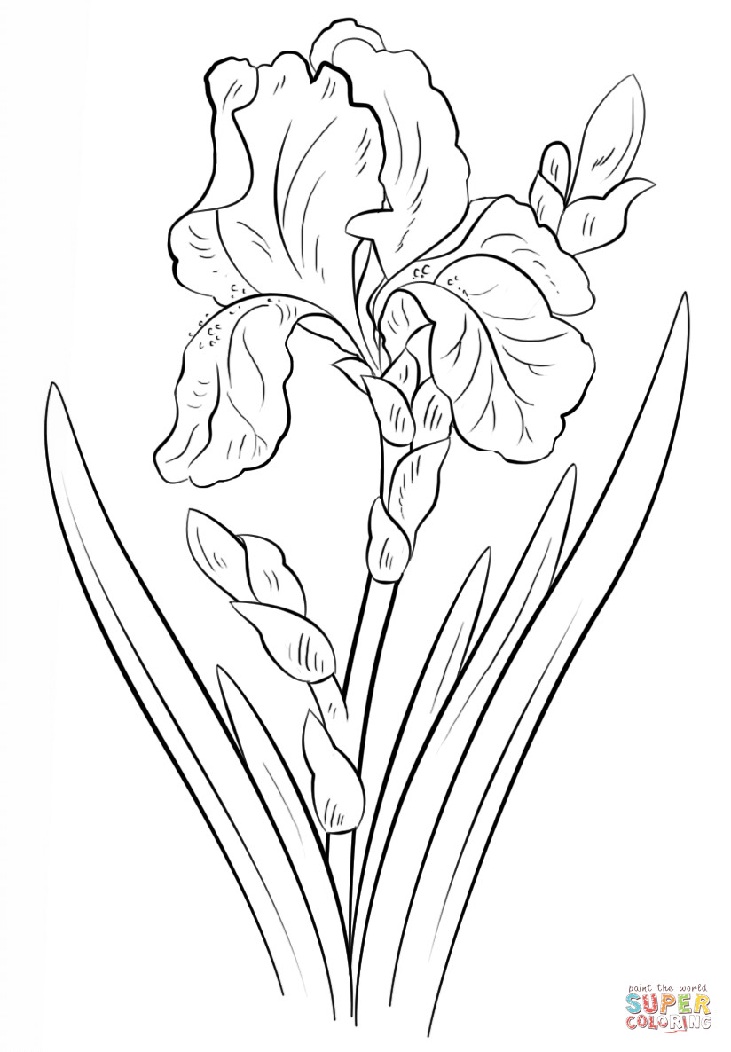 Iris Line Drawing Best Of How to Draw An Iris Step by Step at Drawing Tutorials