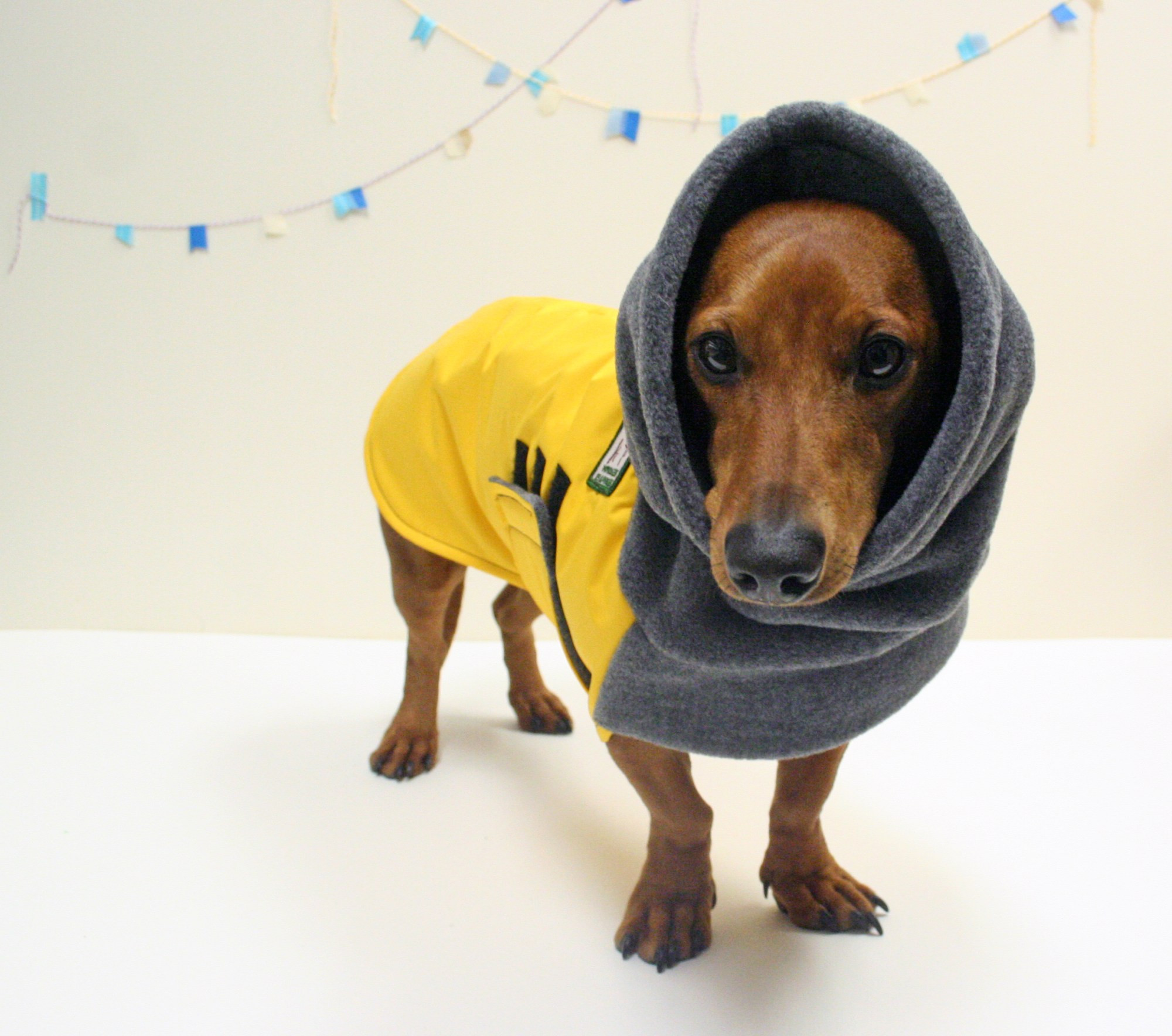 Jackets for Dachshunds Lovely 10 Winter Coats that Fit Dachshunds