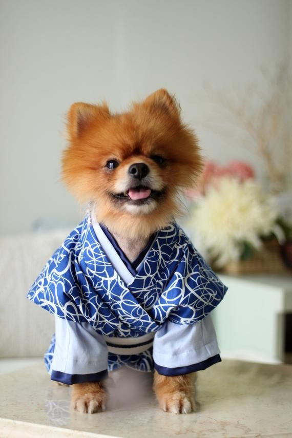 Japanese Dog Costume Awesome Samurai Japanese Dog Kimono Dog Costume Etsy