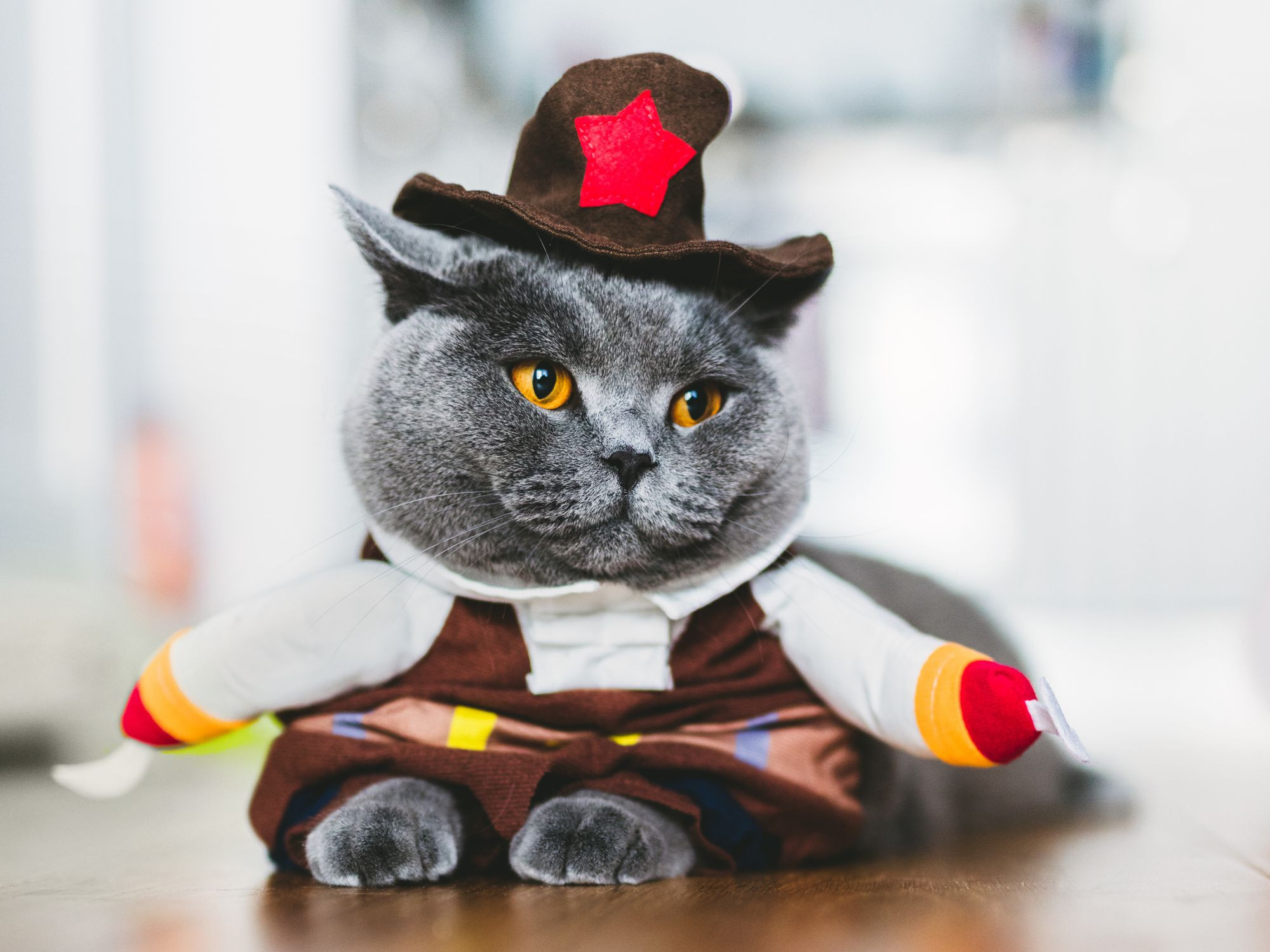 Kitty Costumes for Cats Beautiful 15 Purrfect Halloween Costumes for Your Cat