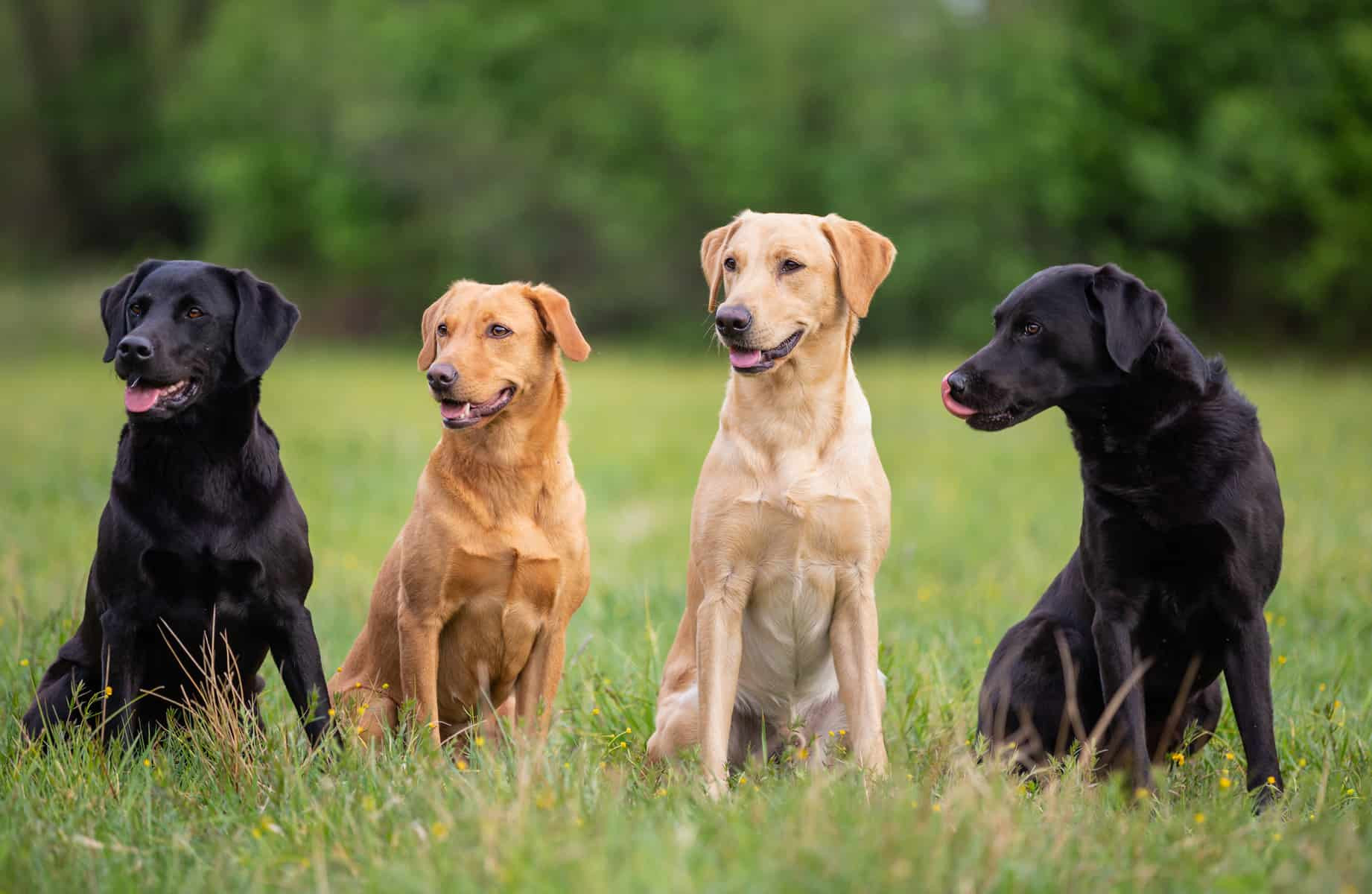 Labrador Retriever Coat Luxury Labrador Retriever Colors the Standard &amp; Rare Lab Coat Colors K9 Web