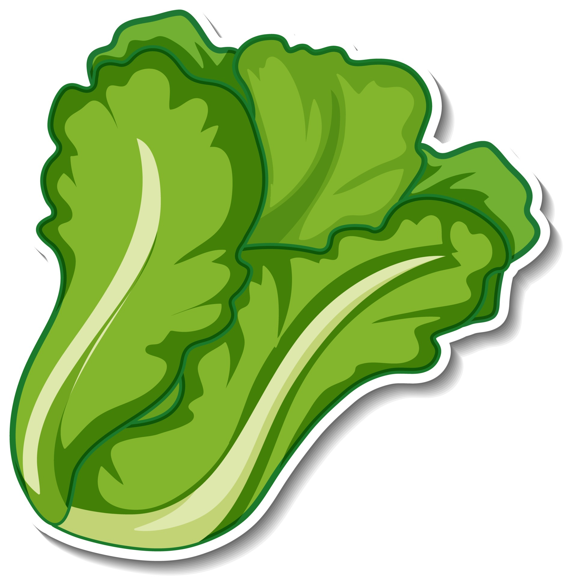 Lettuce Clip Art Best Of Lettuce Vector Art Icons and Graphics for Free Download