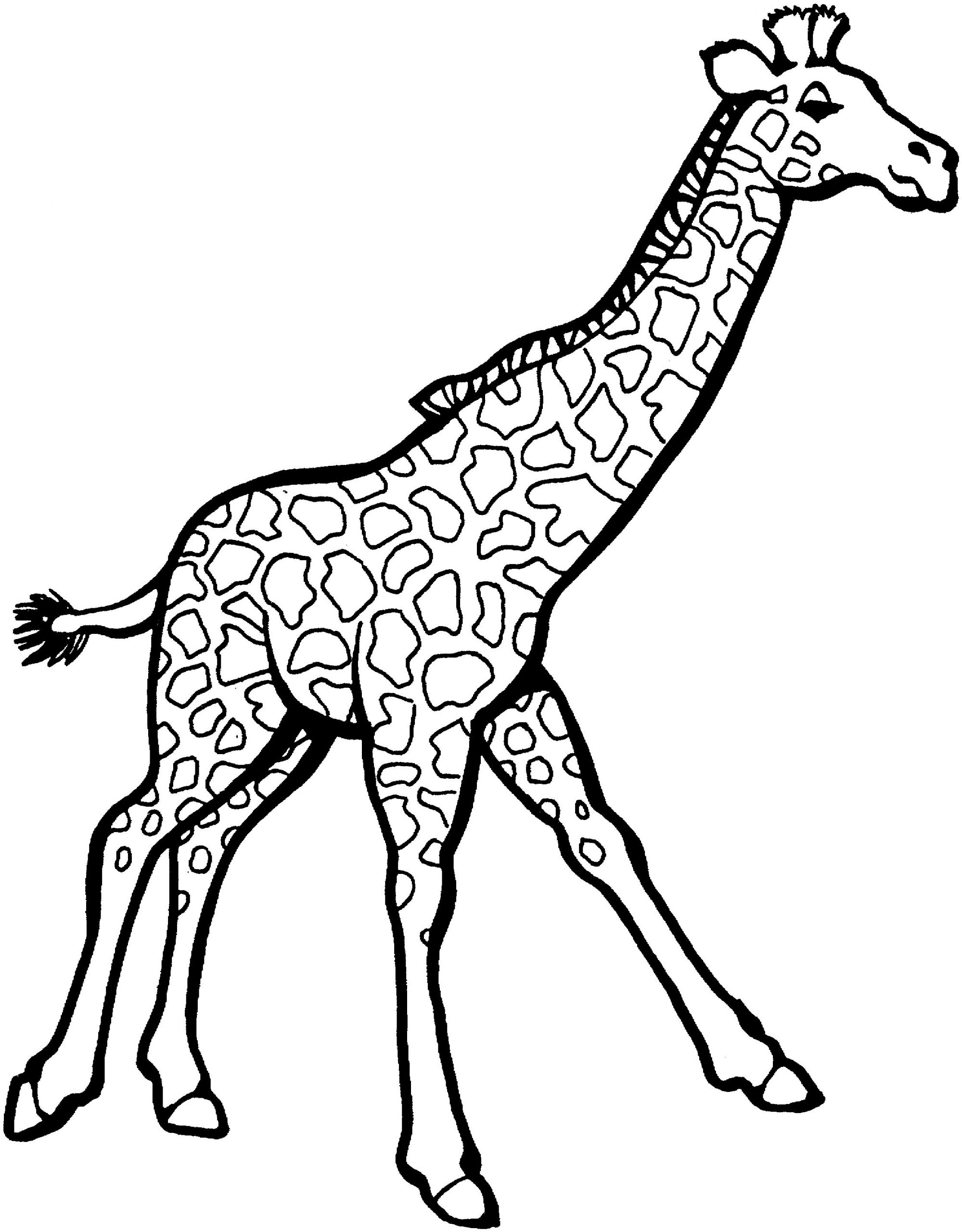 Line Drawing Giraffe Fresh Line Drawing Giraffe at Getdrawings