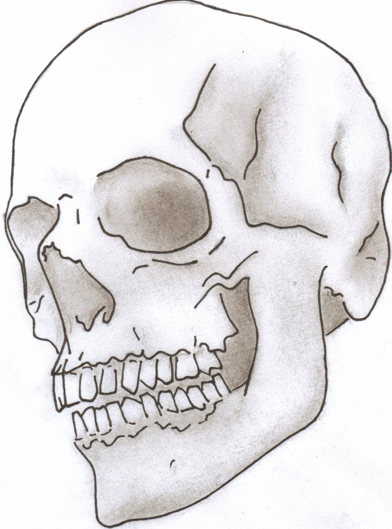 Line Drawing Skull Luxury Human Skull Line Drawing at Paintingvalley