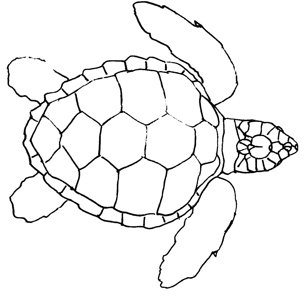 Line Drawing Turtle Fresh Turtles Step by Step Drawing at Getdrawings