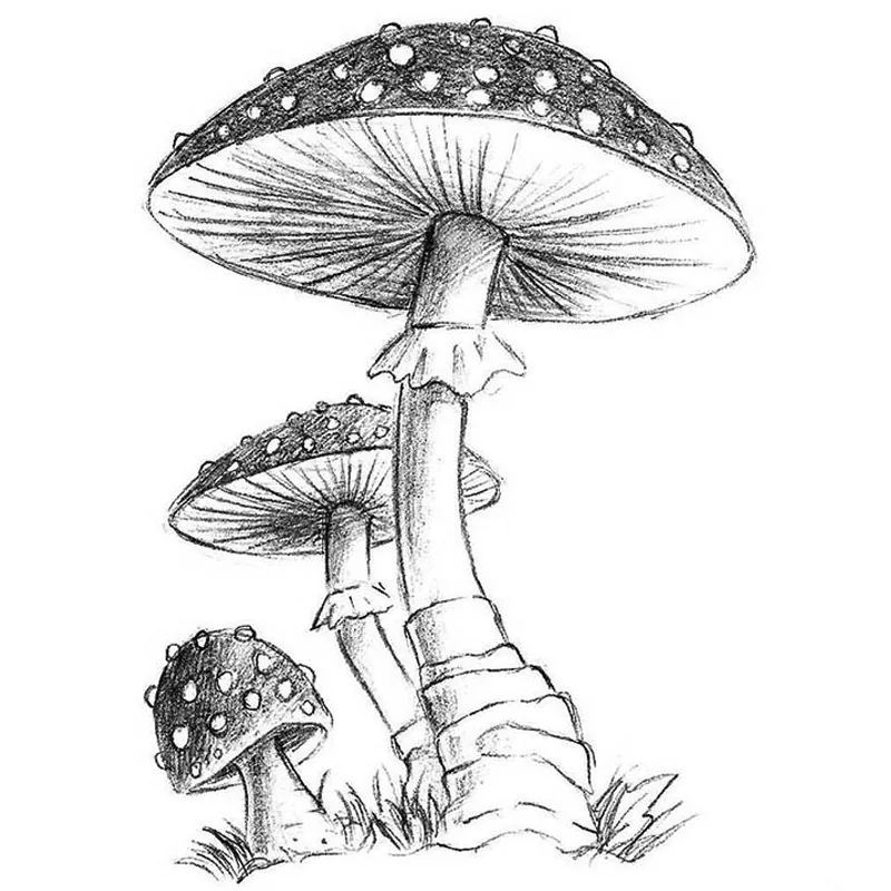 Line Drawings Of Mushrooms Luxury How to Draw Mushrooms