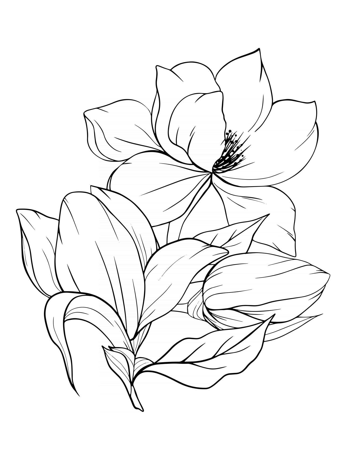 Magnolia Line Drawing Lovely Magnolia Flower Outline Magnolia Line Art Line Drawing Vector