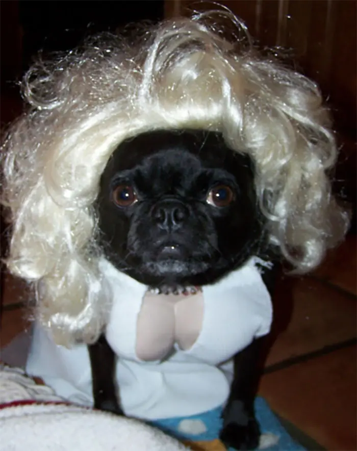 Marilyn Monroe Dog Costume Awesome Make Your Dog the Star Any Fancy Dress Party by Turning them Into