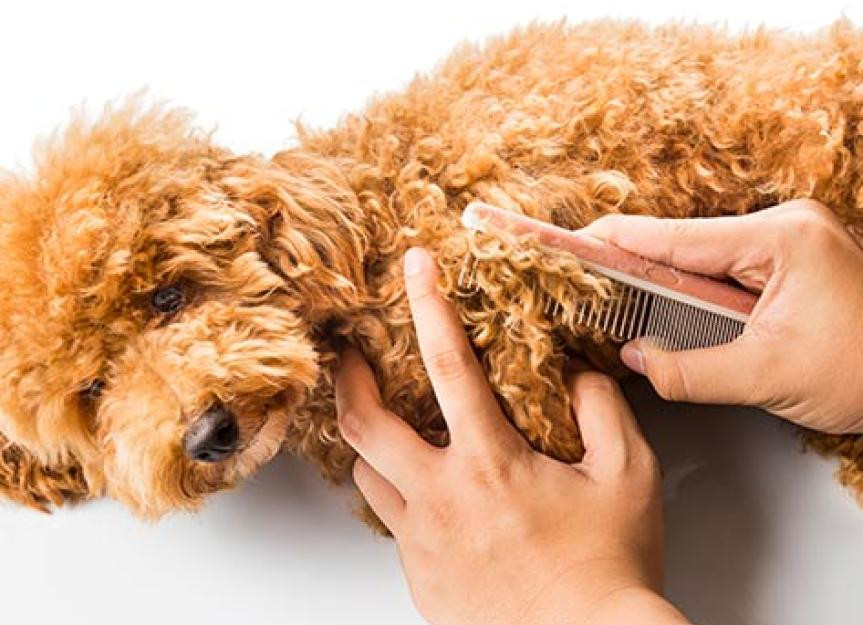 Matted Dog Fur Awesome Matted Hair In Dogs – How to Control them and when to Give Up