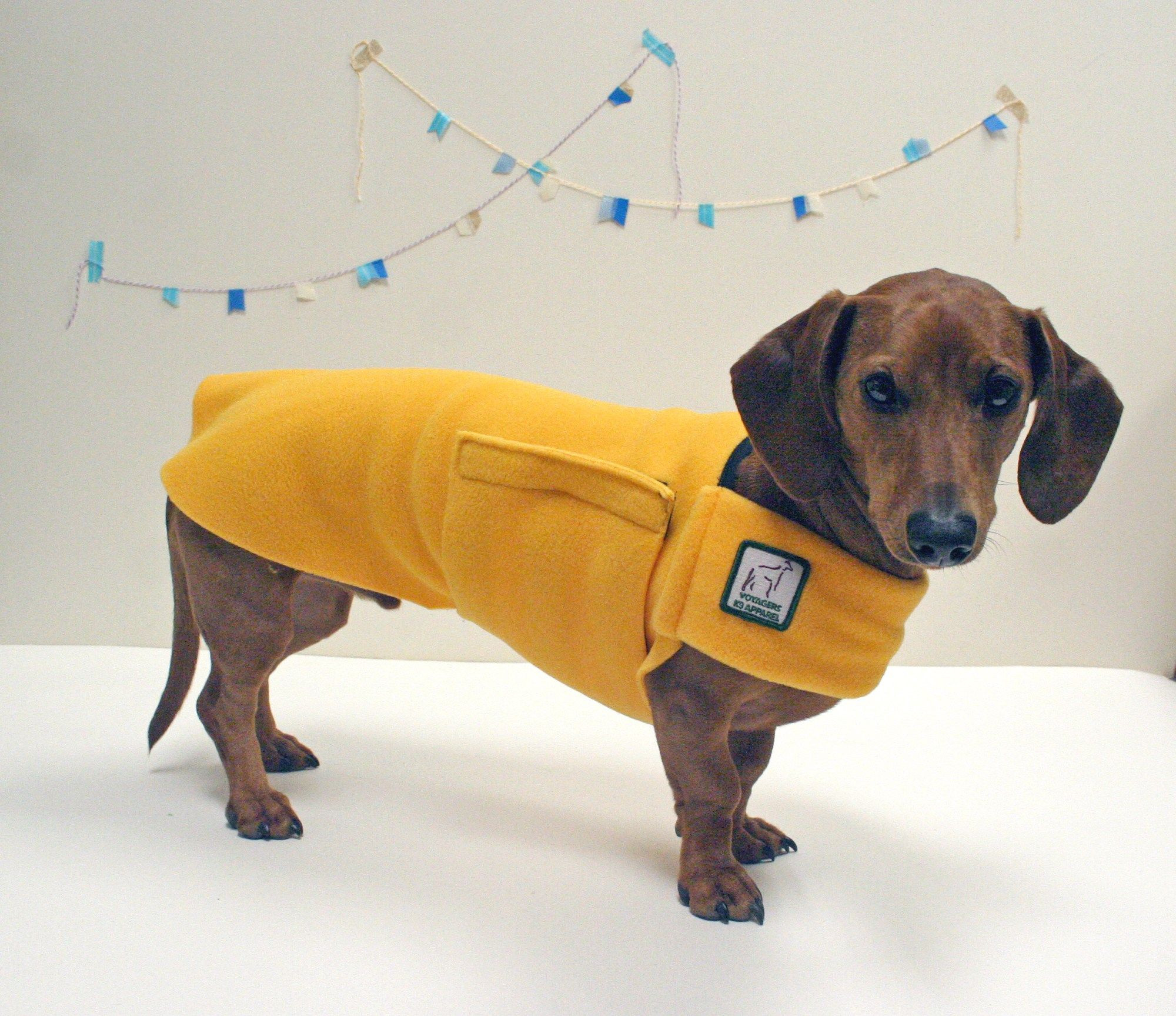 Mini Dachshund Clothes for Dogs New 10 Fall Sweaters that Fit Dachshunds Ammo the Dachshund