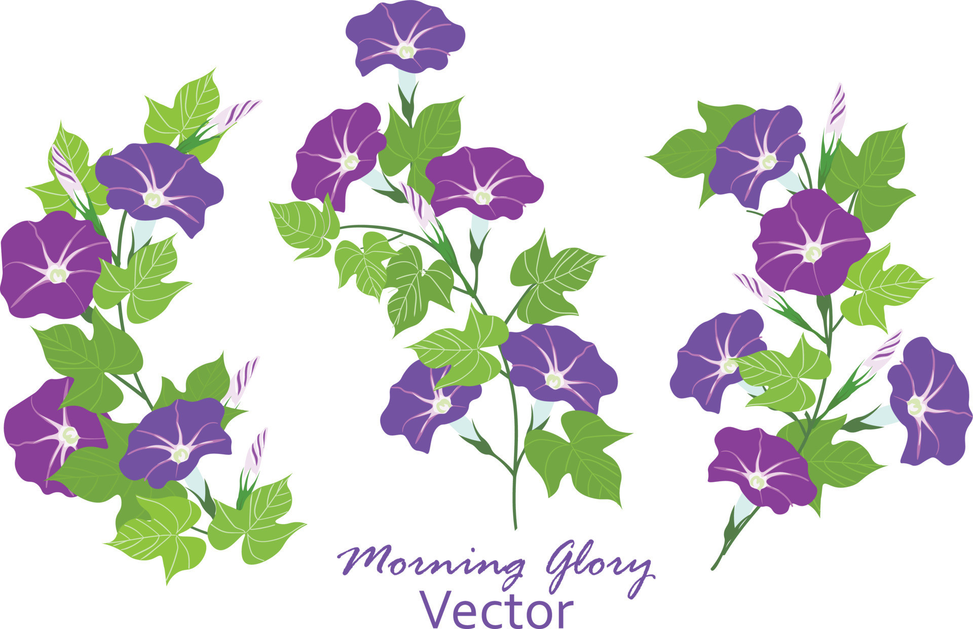 Morning Glory Illustration New Vector Illustration Of Morning Glory Flowers with Leaves Frame Wreth