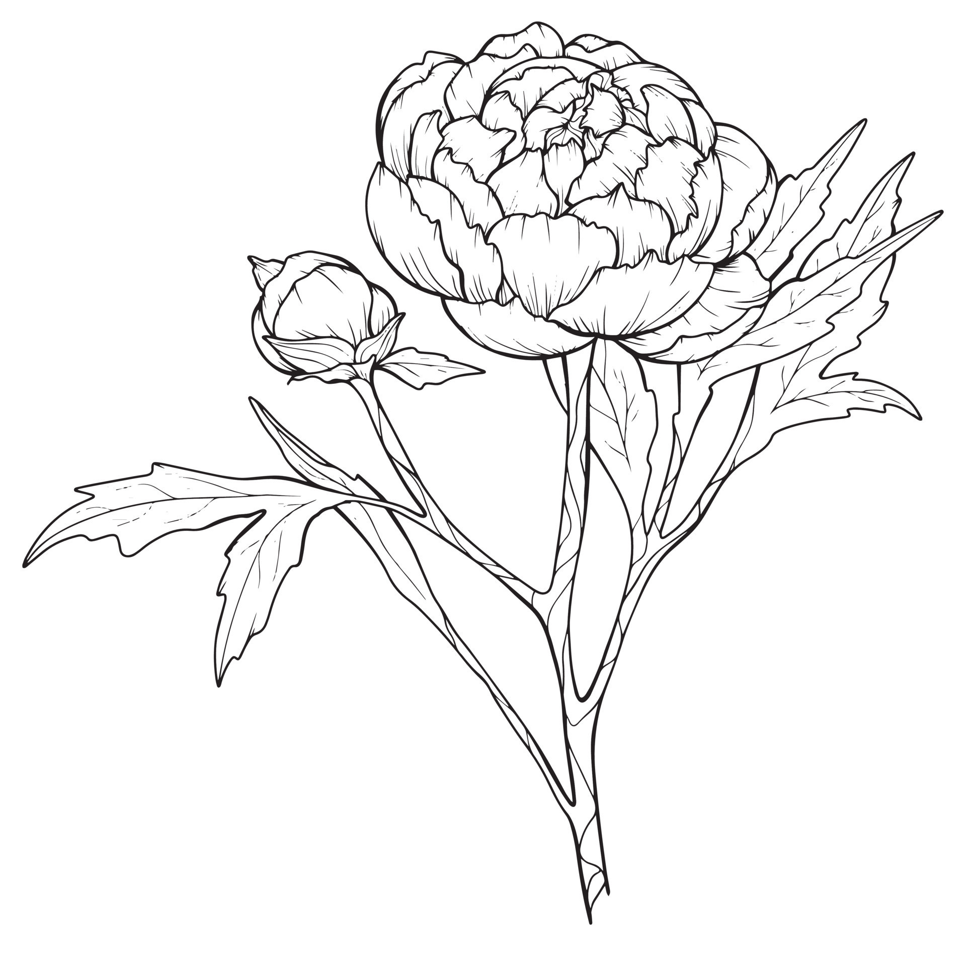 Peony Outline Drawing Beautiful Peony Outline isolated Line Art Peonies Floral Line Art Botanical