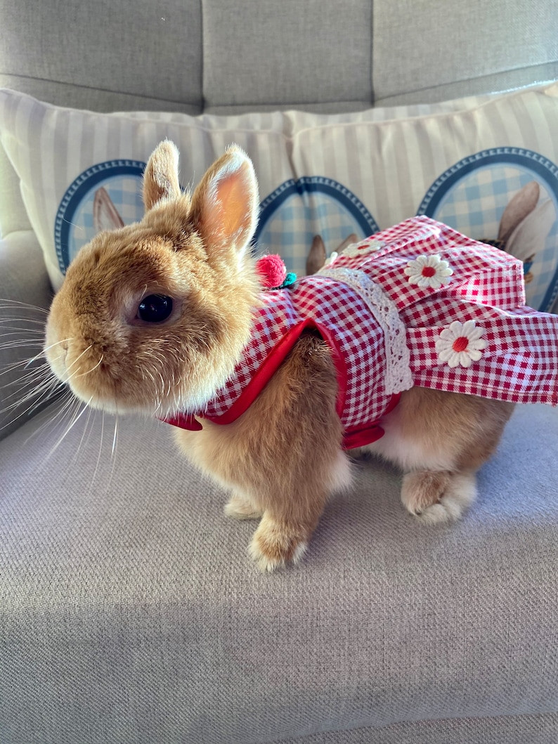 Pet Rabbit Clothes Lovely Bunny Harness Cherry Dress for Rabbit Small Pet Rabbit Clothes Etsy Uk