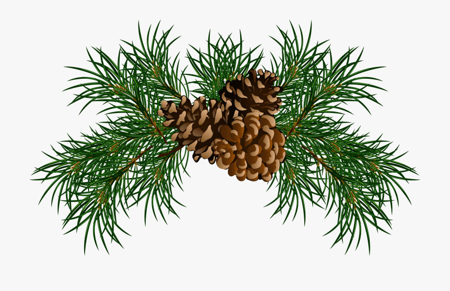 Pine Needles Clipart Unique Pine Needle Clipart 10 Free Cliparts