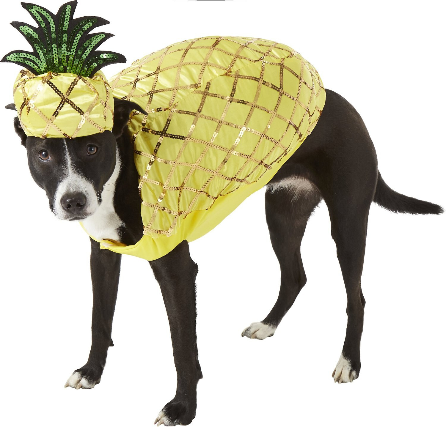 Pineapple Dog Costume Unique Rubie S Costume Pany Pineapple Dog Costume Chewy