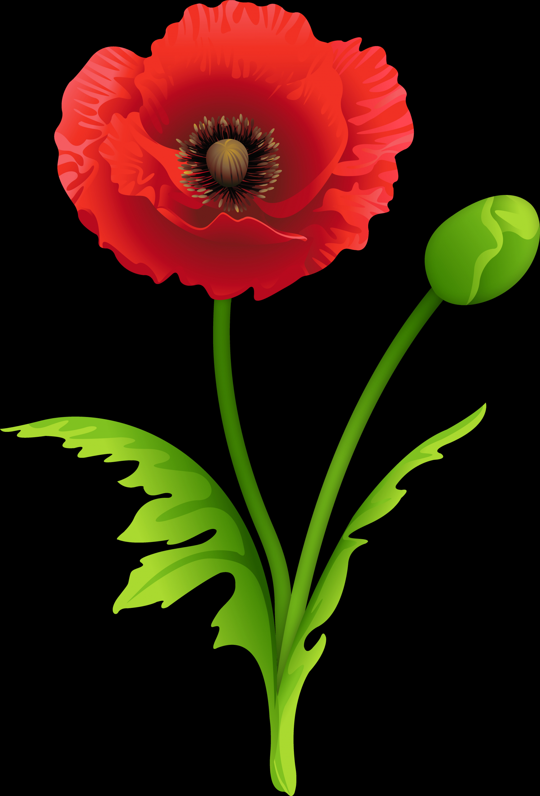 Poppy Clip Art Unique Red Poppy Clipart Image Poppy Clipart Download Full Size