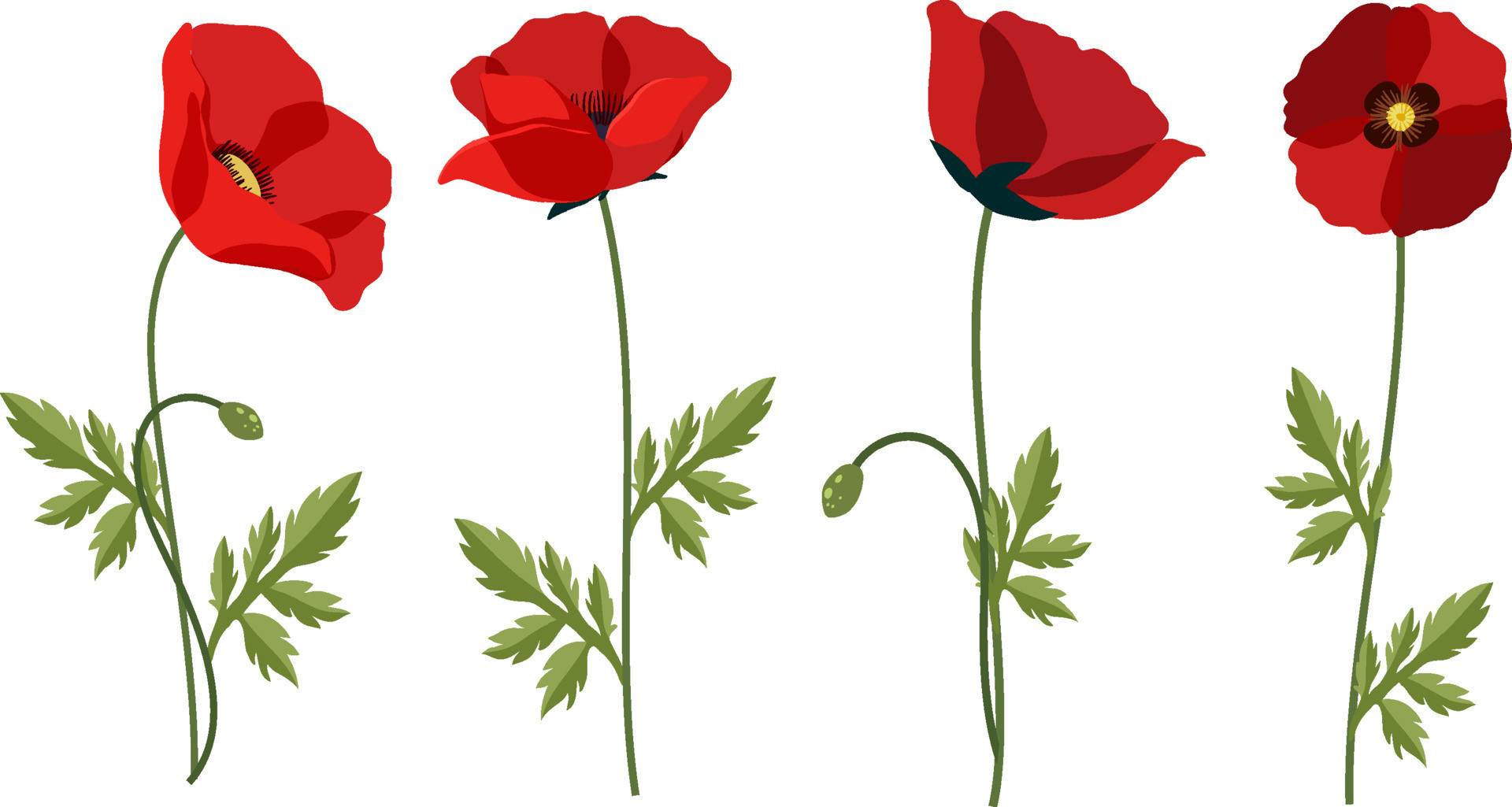 Poppy Vector Art Unique Set Of Poppy Flowers On White Background Vector Art at Vecteezy