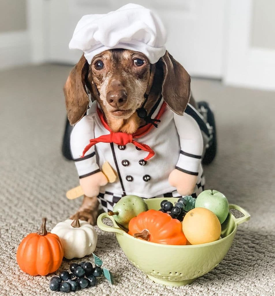 Sausage Dog In Costume New top 10 Sausage Dog Halloween Costumes