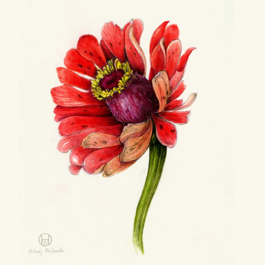 Scientific Flower Illustration Beautiful the Art Of Scientific Botanical Illustration Draw Botanical Llc