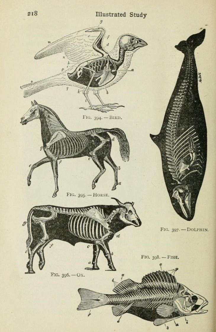 Scientific Illustration Animals Best Of Scientific Illustration — Nemfrog Beginners’ Zoology 1922 Gravure